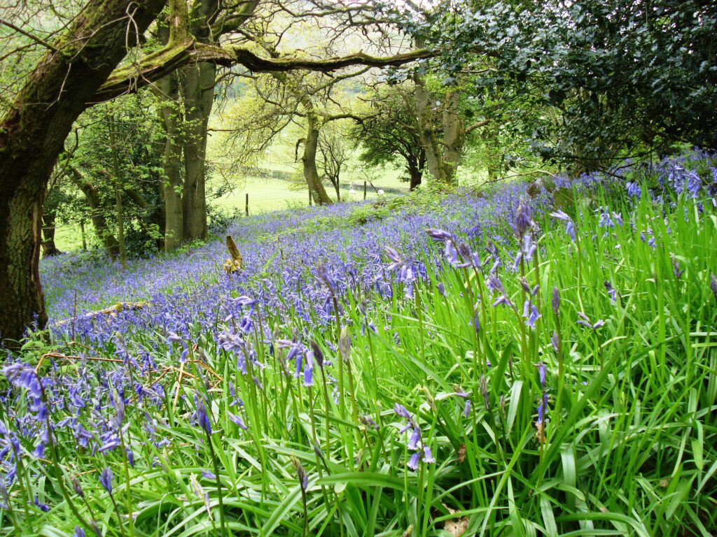 Bluebell Spotting in Shropshire