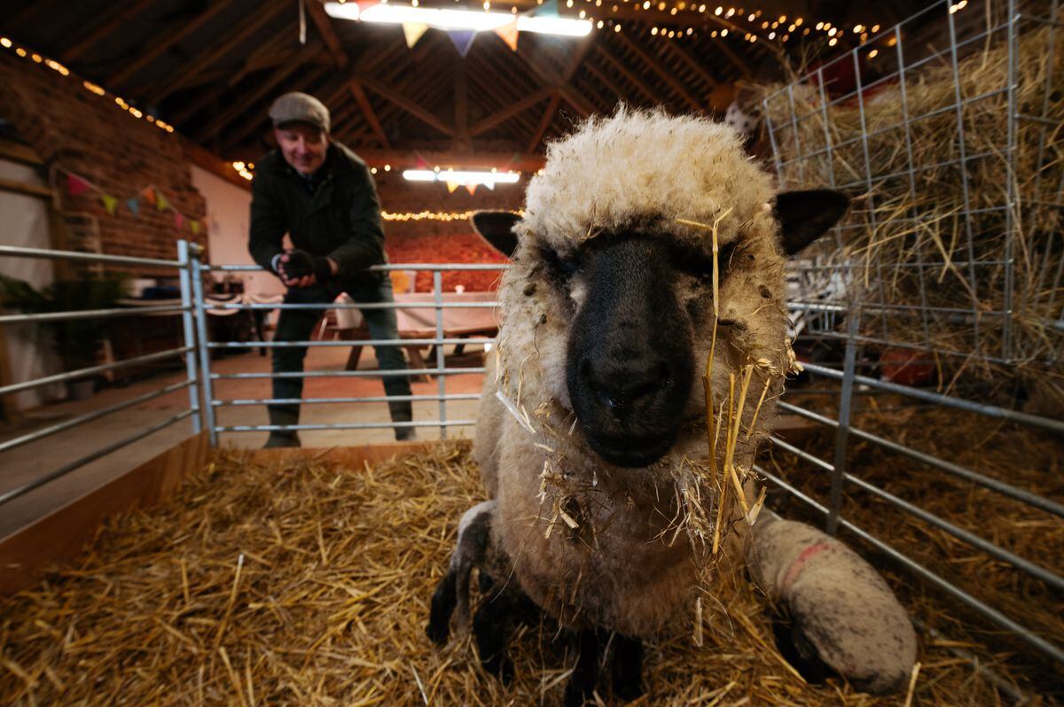 SHROPSHIRE FARM OFFERS HANDS-ON EXPERIENCE WITH CUTE LAMBS THIS EASTER