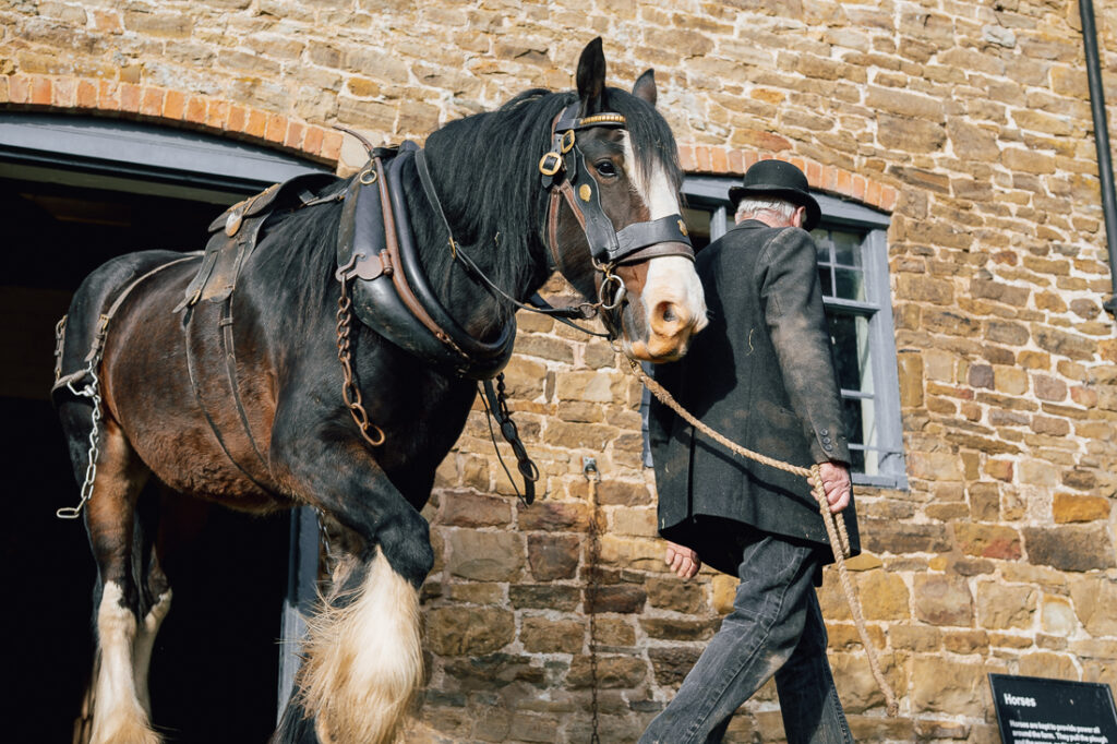 Shire Horse Experience Days